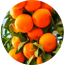 Ingredient Image