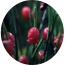 Ingredient Image