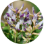 Ingredient Image
