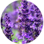 Ingredient Image
