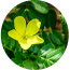Ingredient Image