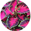 Ingredient Image