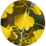 Ingredient Image