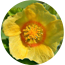 Ingredient Image