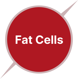 Fat cells