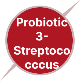 Streptococcus Thermophilus