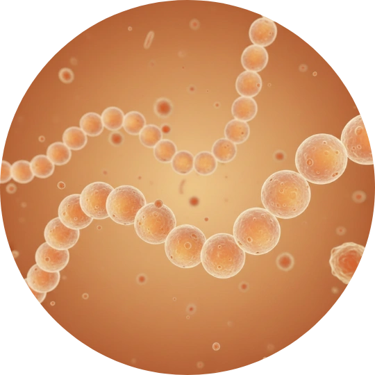 Digestive enzyme
