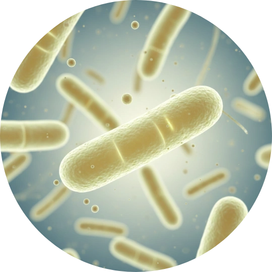 Probiotics