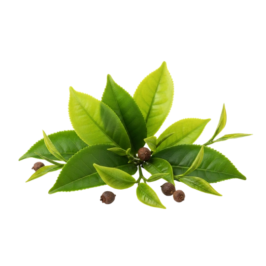 Green tea extract